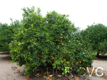 Kiyomi Tangor Mandarin Budwood citrus plant material online shopping