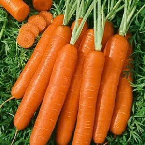 Scarlet Nantes Carrot