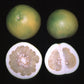 Thong Dee US 145 Pummelo Budwood citrus plant material online shopping