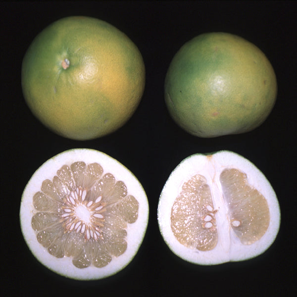 Thong Dee US 145 Pummelo Budwood citrus plant material online shopping