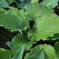 Valley’s Rodeo Hosta Plants online shopping