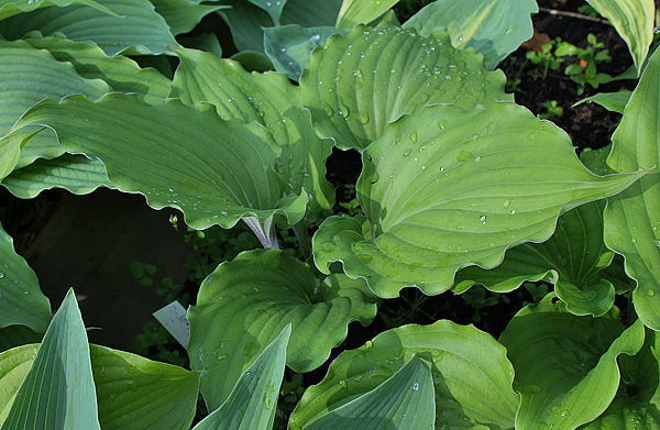 Valley’s Rodeo Hosta Plants online shopping