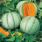 D'Artagnan F1 Melon