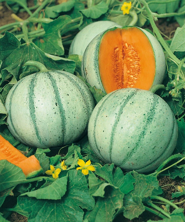 D'Artagnan F1 Melon