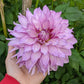 Oregon Reign Dahlia