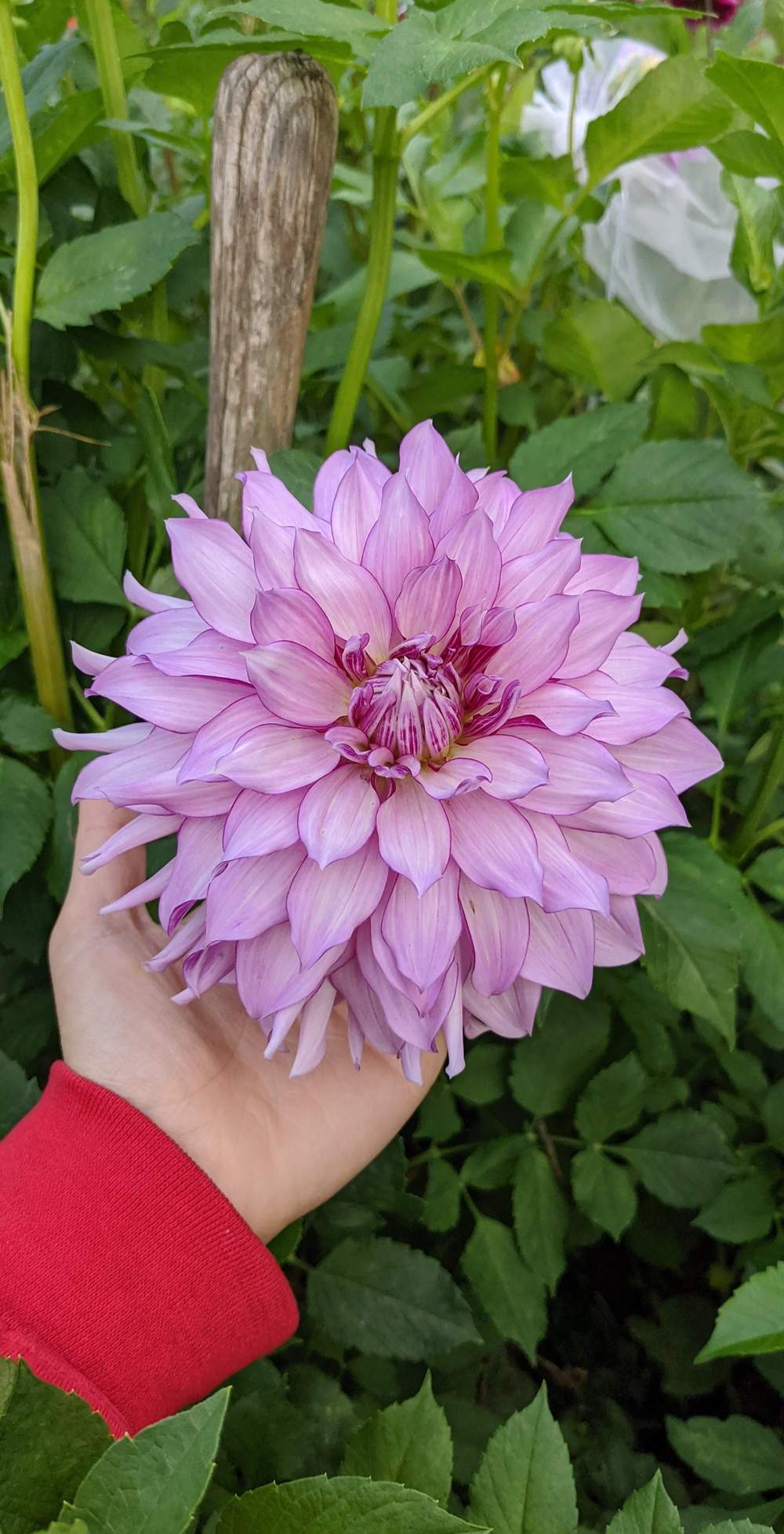 Oregon Reign Dahlia