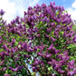 Common Purple Heirloom Lilac