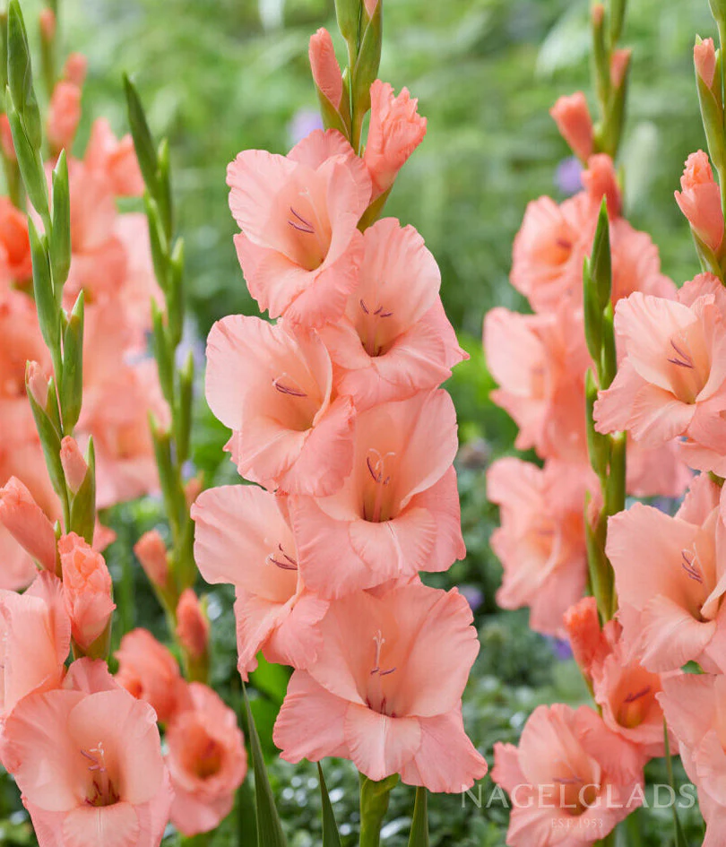Sugar Babe Gladiolus Corms