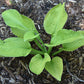 Ki-renjyaku Hosta Plants online shopping