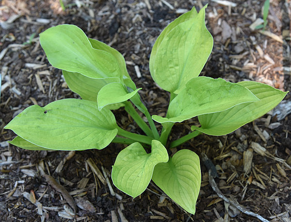 Ki-renjyaku Hosta Plants online shopping