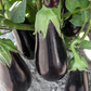 Gaudi F1 Aubergine