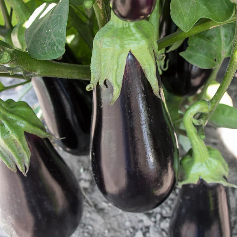 Gaudi F1 Aubergine