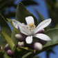 Improved Meyer Lemon Budwood citrus plant material online shopping