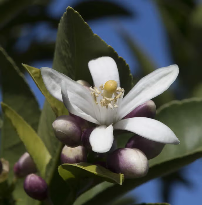 Improved Meyer Lemon Budwood citrus plant material online shopping