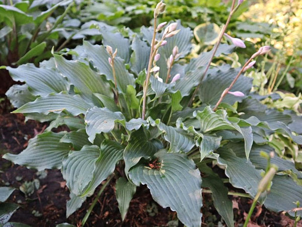Whispering Waves Hosta Plants online shopping