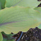 Number Nine Hosta Plants online shopping