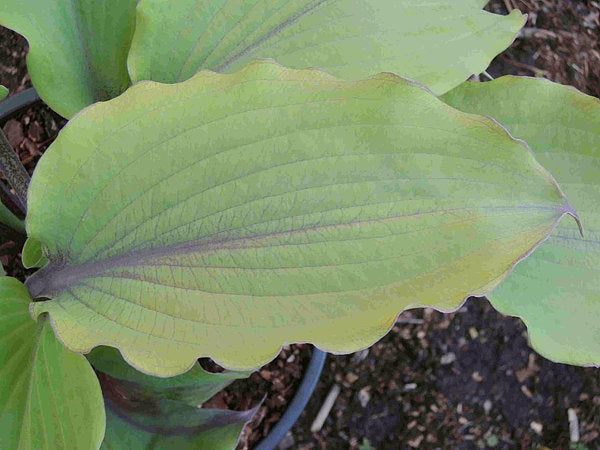 Number Nine Hosta Plants online shopping
