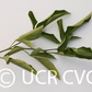 Swingle Citrumelo Trifoliate Hybrid Budwood citrus plant material online shopping