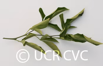 Swingle Citrumelo Trifoliate Hybrid Budwood citrus plant material online shopping