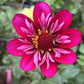 Hootenanny Dahlia