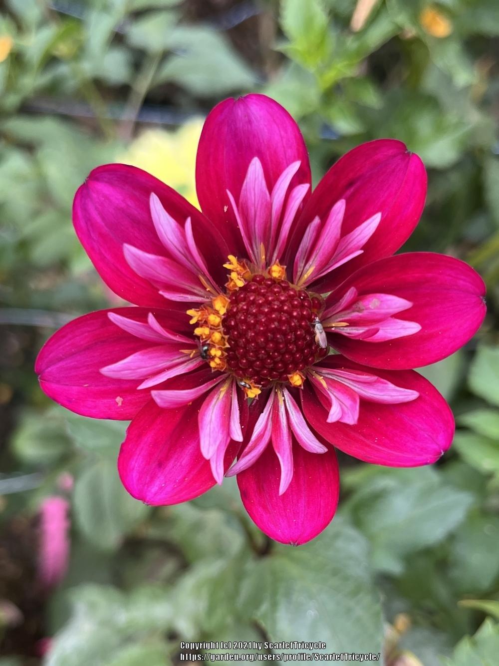 Hootenanny Dahlia
