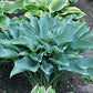 Yankee Blue Hosta Plants online shopping