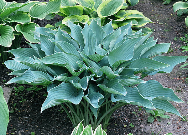 Yankee Blue Hosta Plants online shopping