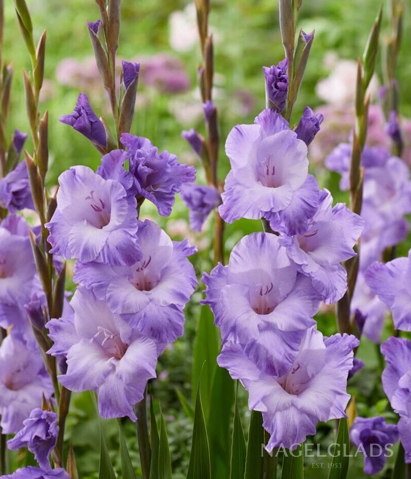 Milka Gladiolus Corms