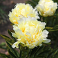 Paeonia Lactiflora Gold Mine
