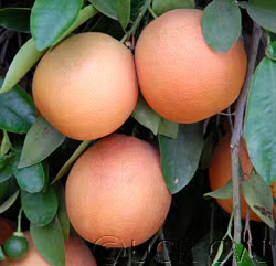 Flame Grapefruit Budwood