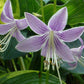 Quill Hosta Plants online shopping