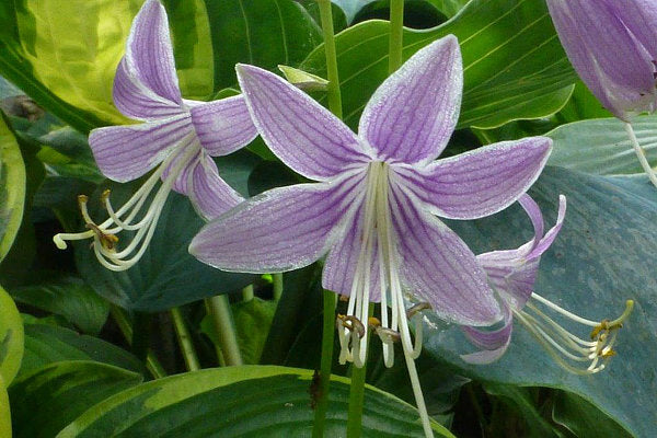 Quill Hosta Plants online shopping