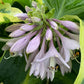 Gigantosaurus Hosta Plants online shopping