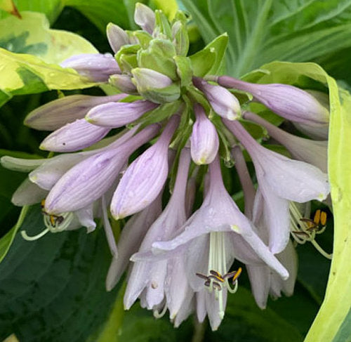 Gigantosaurus Hosta Plants online shopping