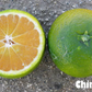 China S-3 Satsuma Mandarin Budwood citrus plant material online shopping