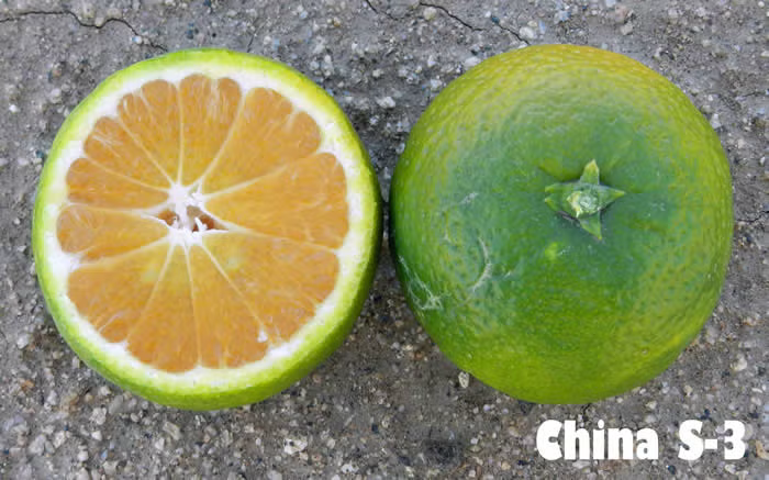 China S-3 Satsuma Mandarin Budwood citrus plant material online shopping