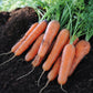 Resistafly F1 Carrot