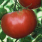 Pruden's Purple Organic Tomato