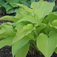 Dancing Crane Hosta Plants online shopping