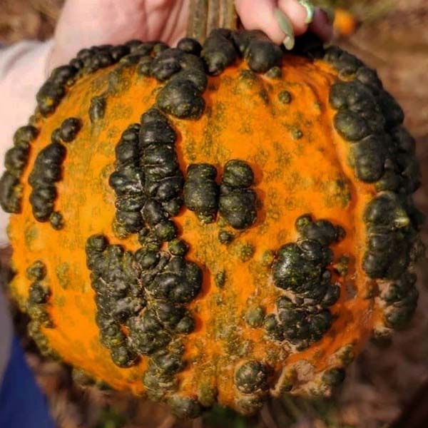 Baby Bumps F1 Pumpkin Seeds online shopping