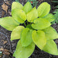 Mister Watson Hosta Plants online shopping