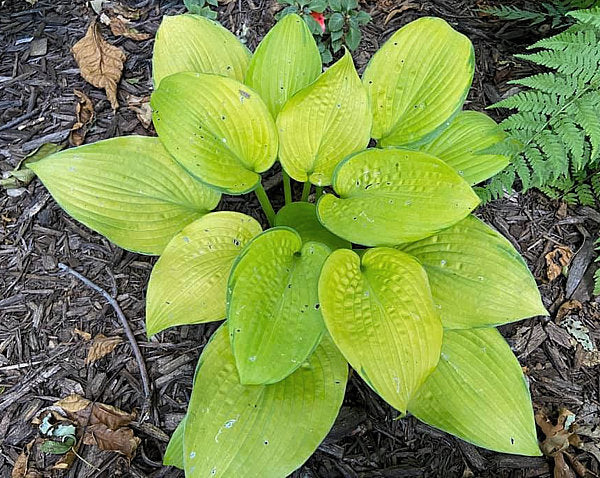 Mister Watson Hosta Plants online shopping