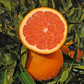 Cara Cara Pigmented Navel Orange Budwood citrus plant material online shopping