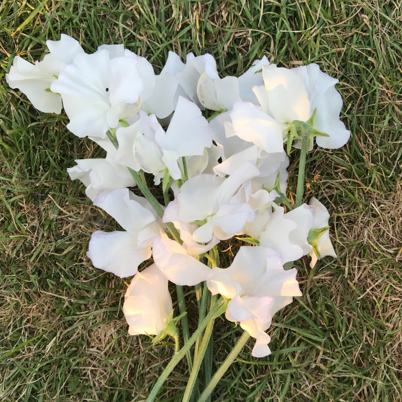 Border Beauty Sweet Pea seeds online shopping