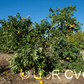 Everhard Navel Orange Budwood citrus plant material online shopping