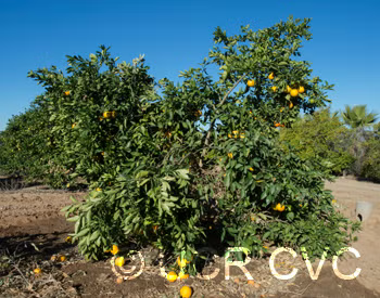 Everhard Navel Orange Budwood citrus plant material online shopping