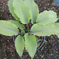 Number Nine Hosta Plants online shopping