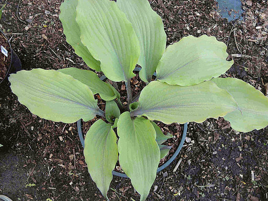 Number Nine Hosta Plants online shopping