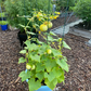 Lemon Cucumber