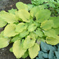 Great Lakes Gold Hosta Plants online shopping
